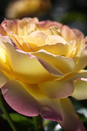 Rose Pink On My Yellow Petals